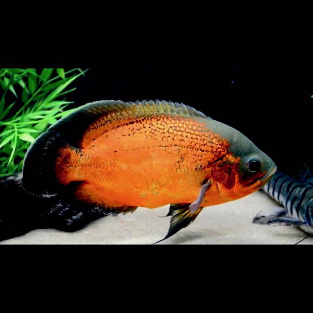 Astronotus ocellatus    Pauwoog rood 6-8